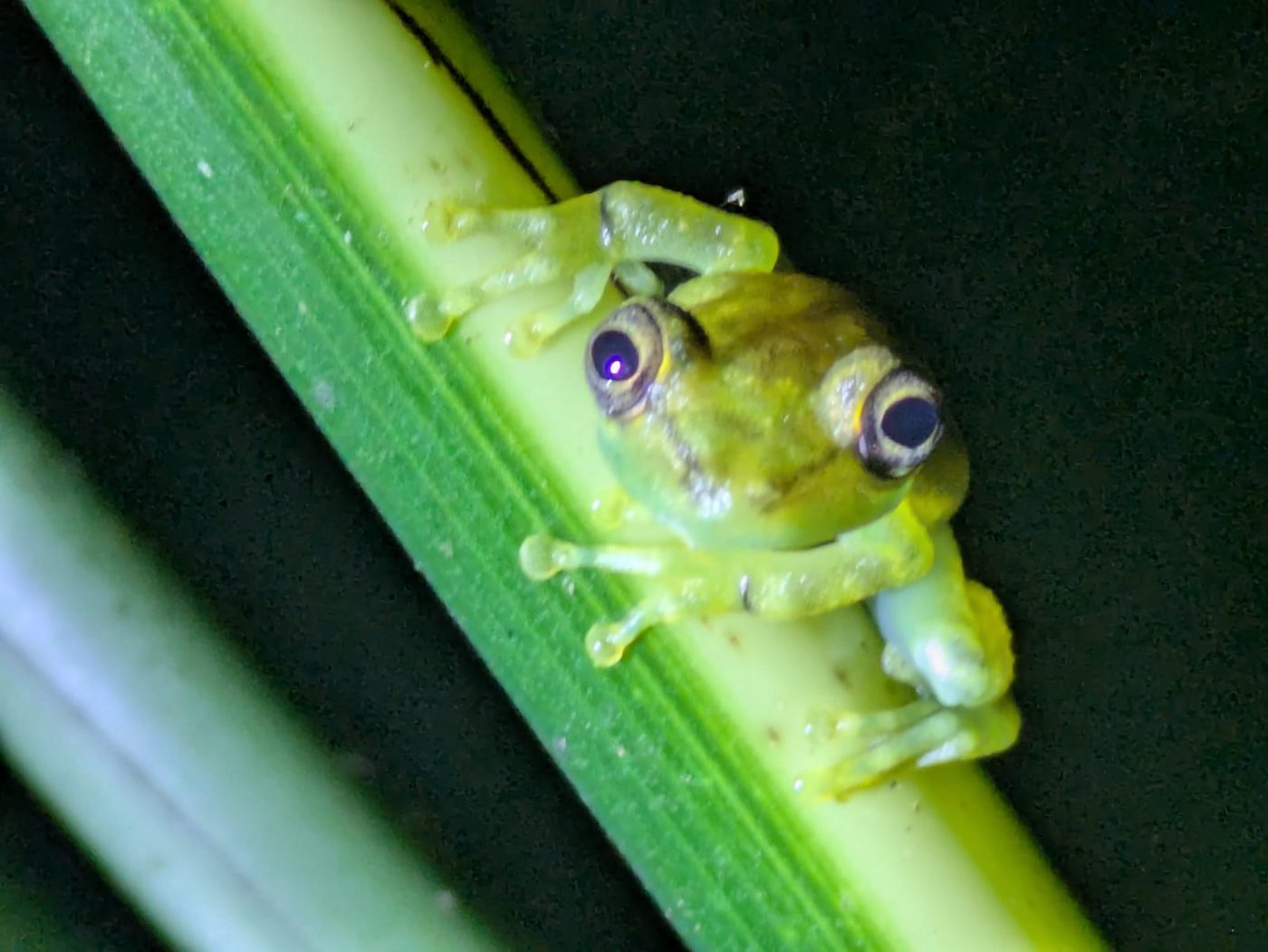 Yellow tree frog