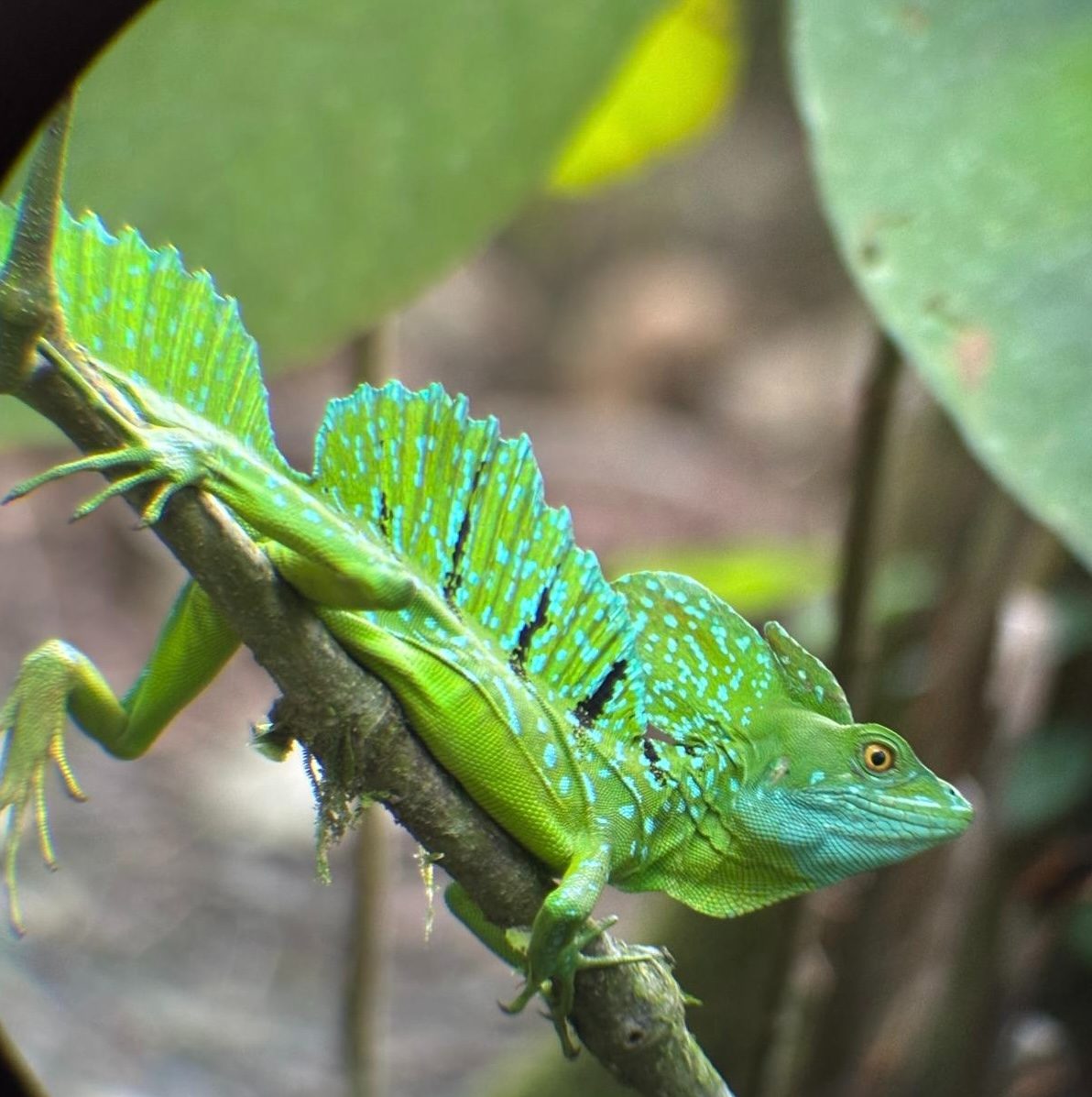 Emerald basilisk