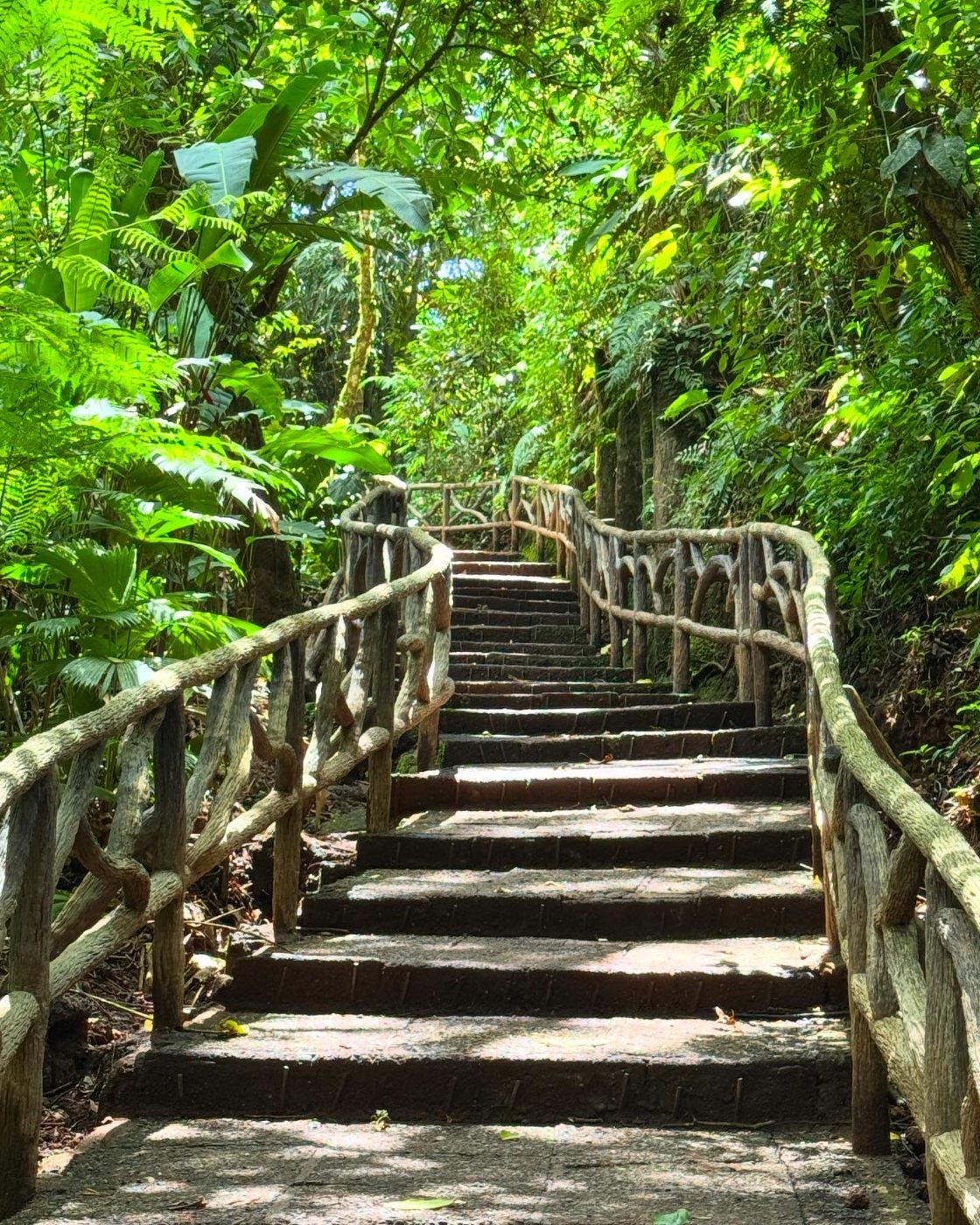 Rope-railed steps through the rainforest