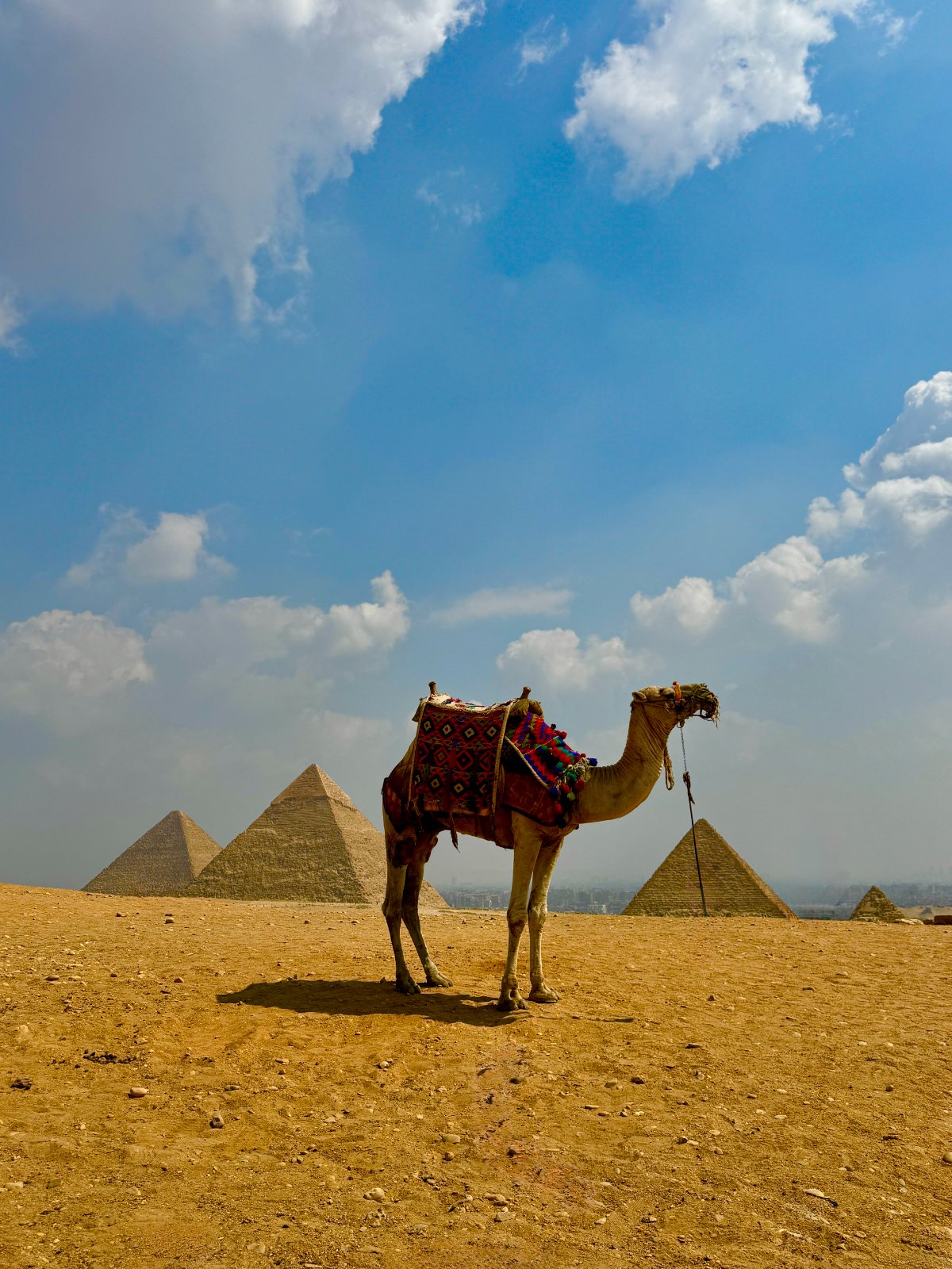 A camel at the Pyramids