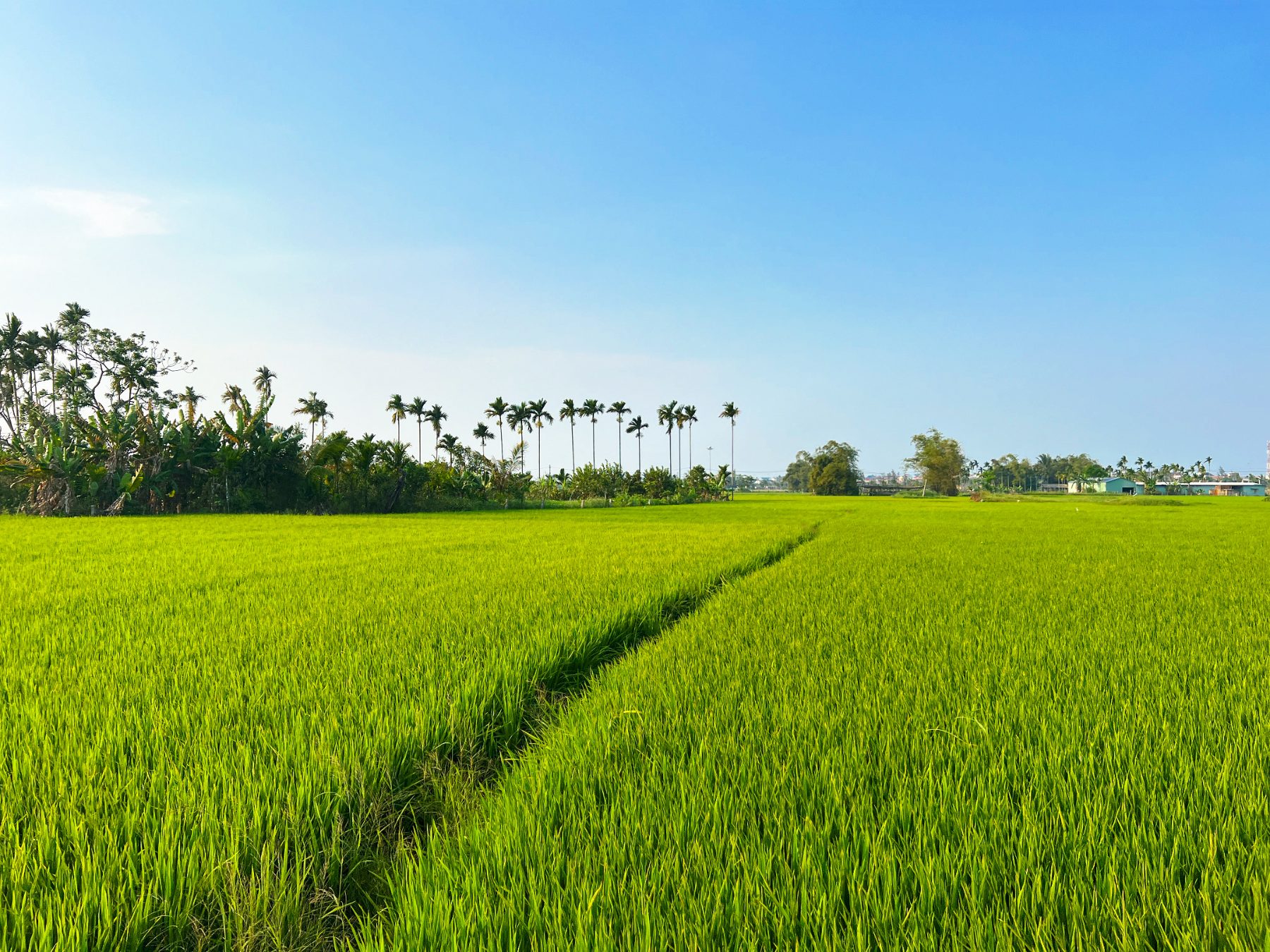 Paddy fields, Hoi An