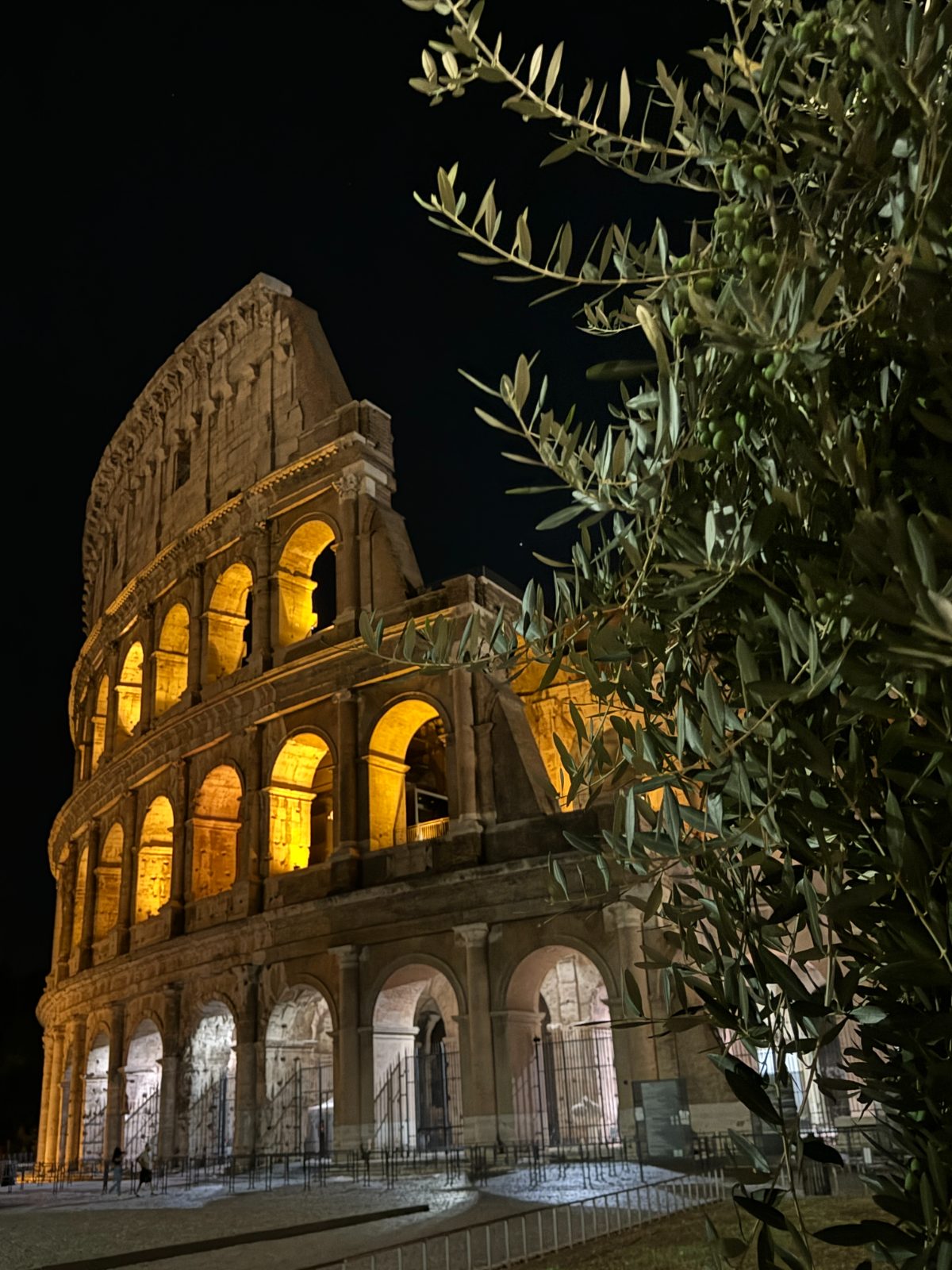 Framed by olive trees