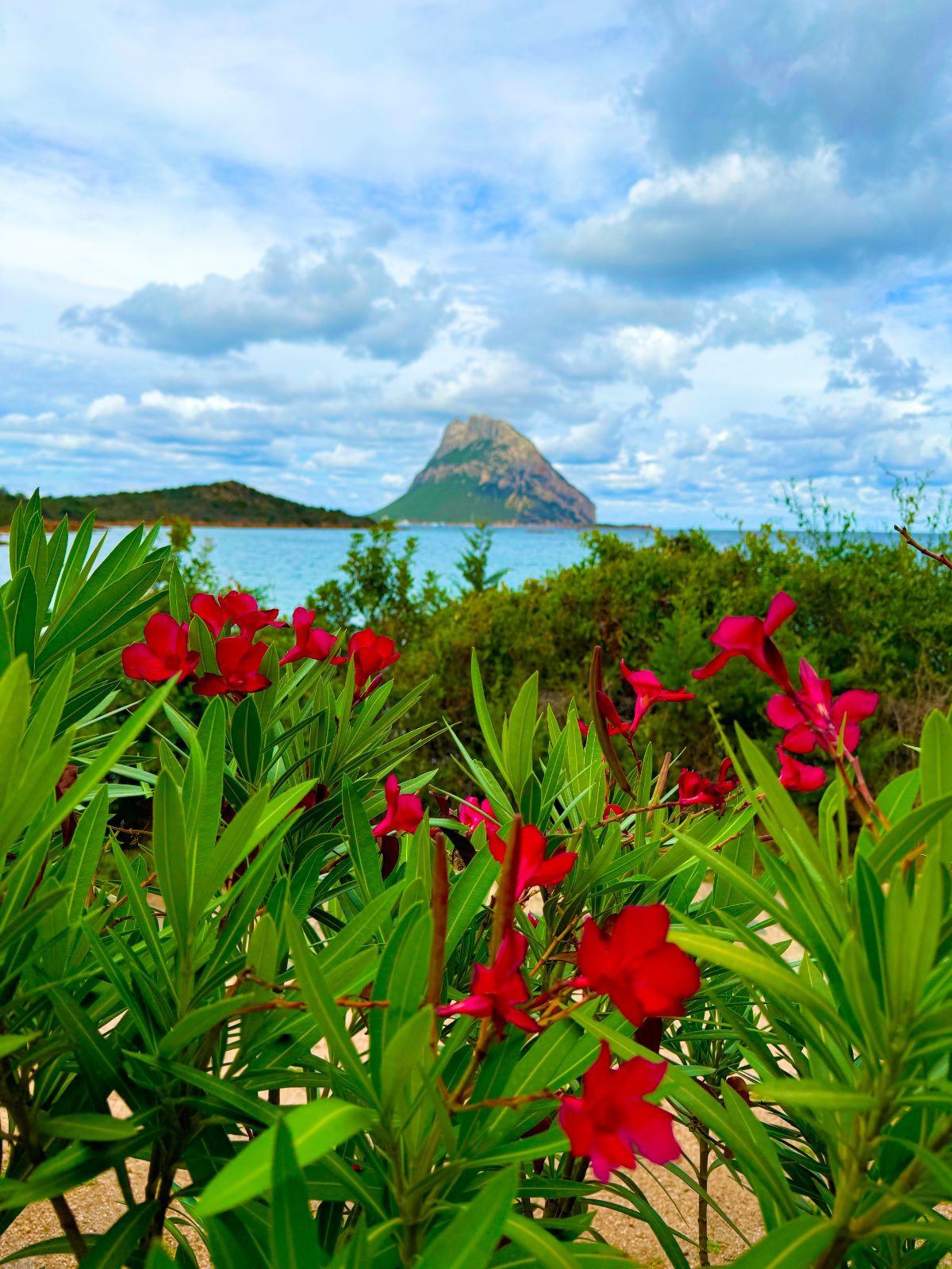 Tavolara Island through the oleander