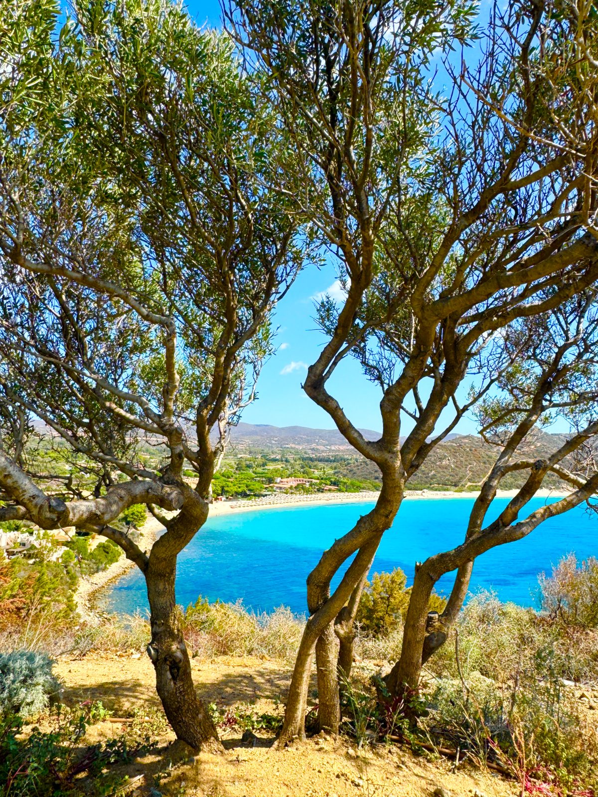 Framed by olive trees