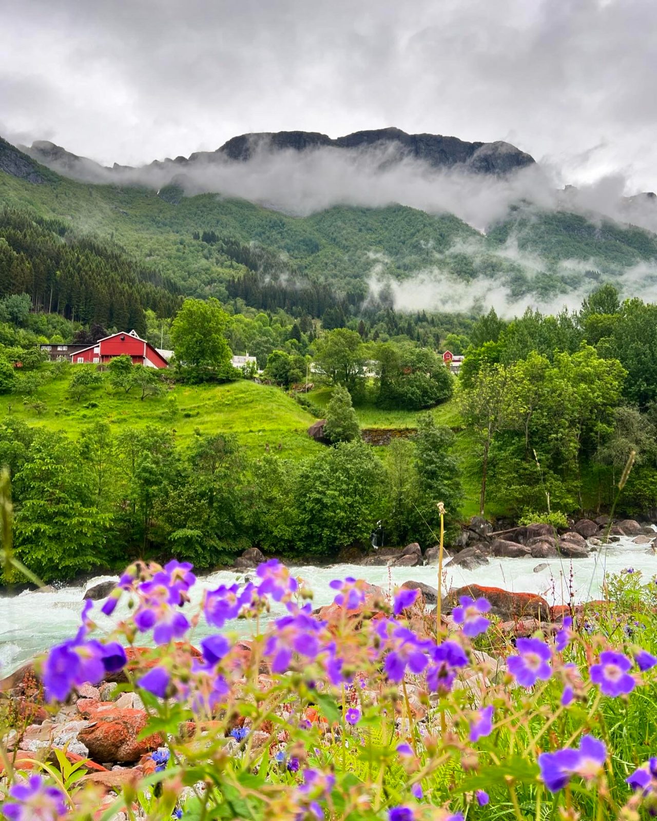 Wildflowers by the river, Odda
