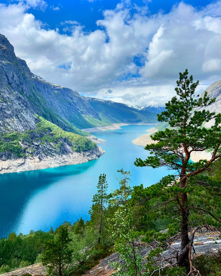The fjord framed by pines