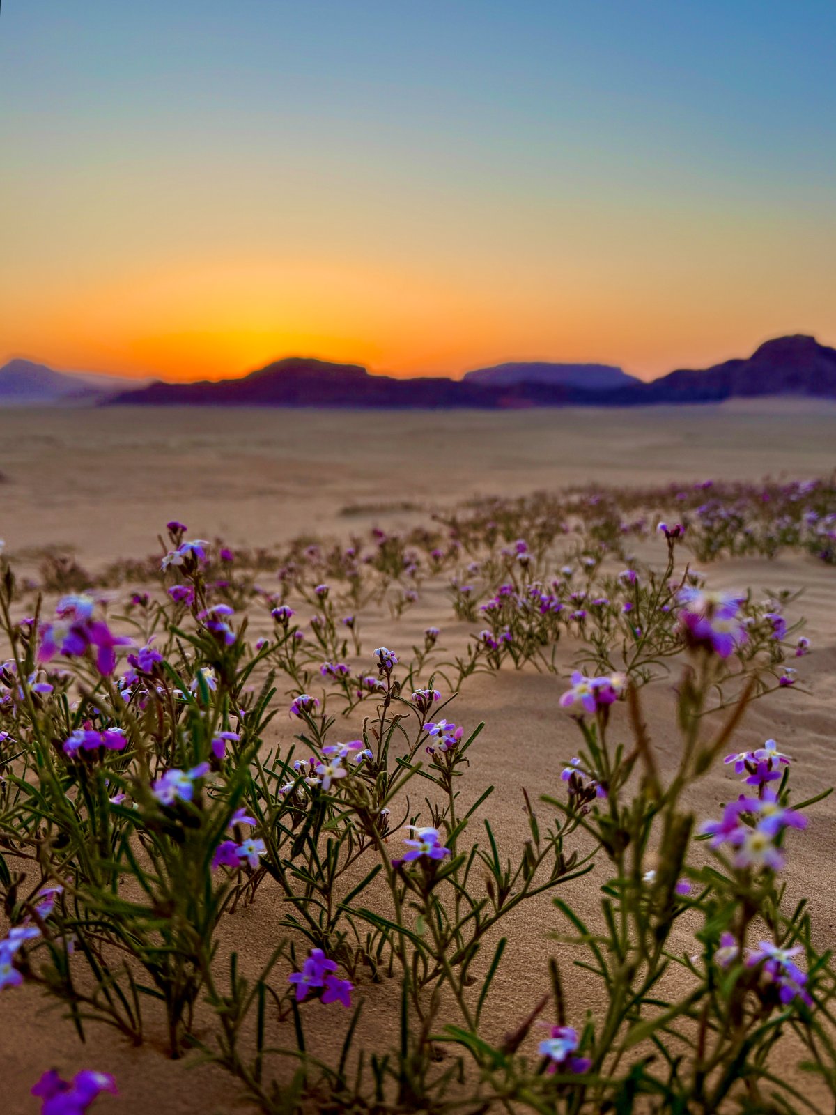 Wadi Rum dunes, camp & Aqaba yacht