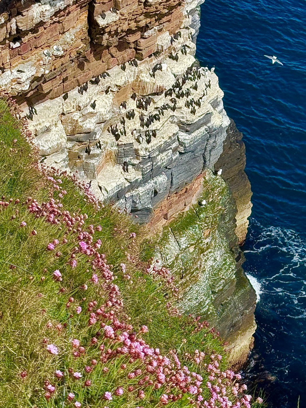 Seabird colony on the cliff face