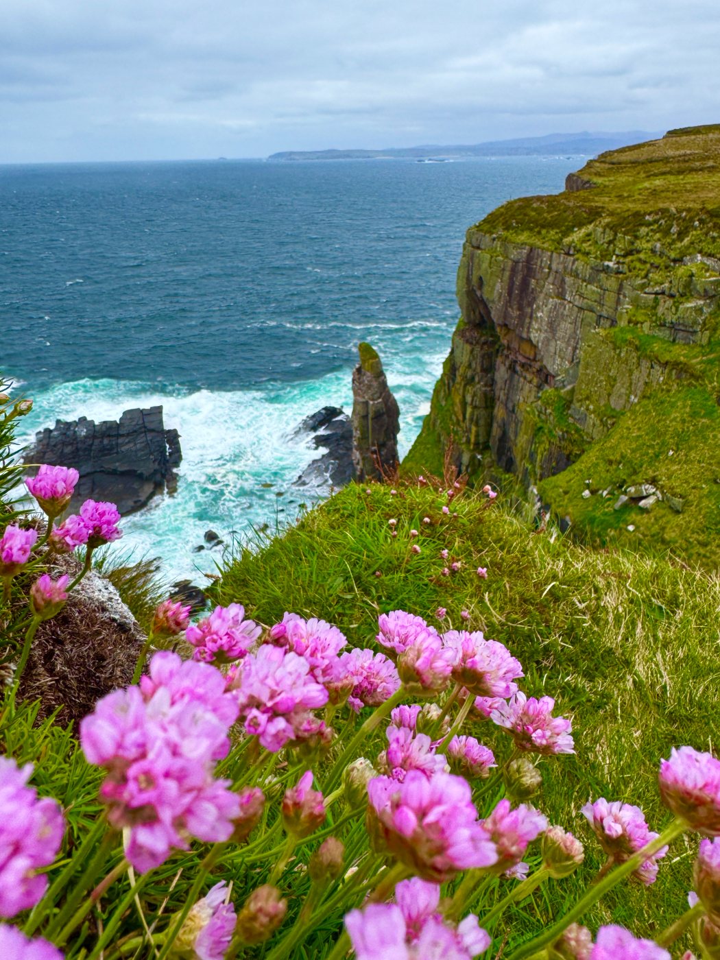 Sea thrift on the cliff edge