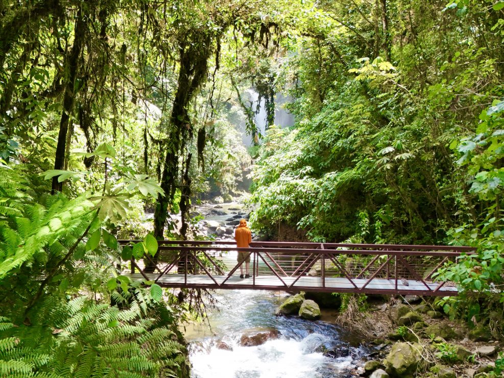A Jungle in Costa Rica